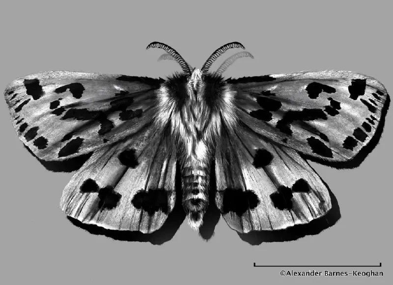 Moth (0001) Moth