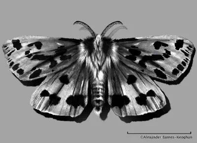 Moth