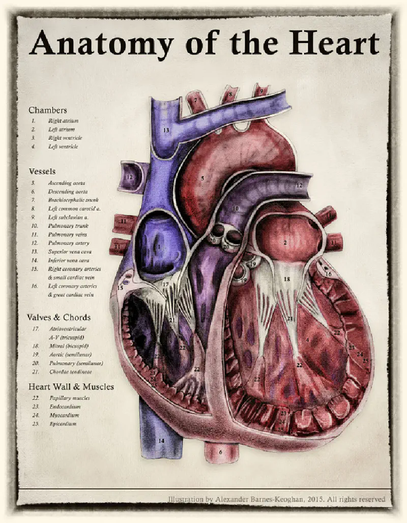 Heart anatomical
