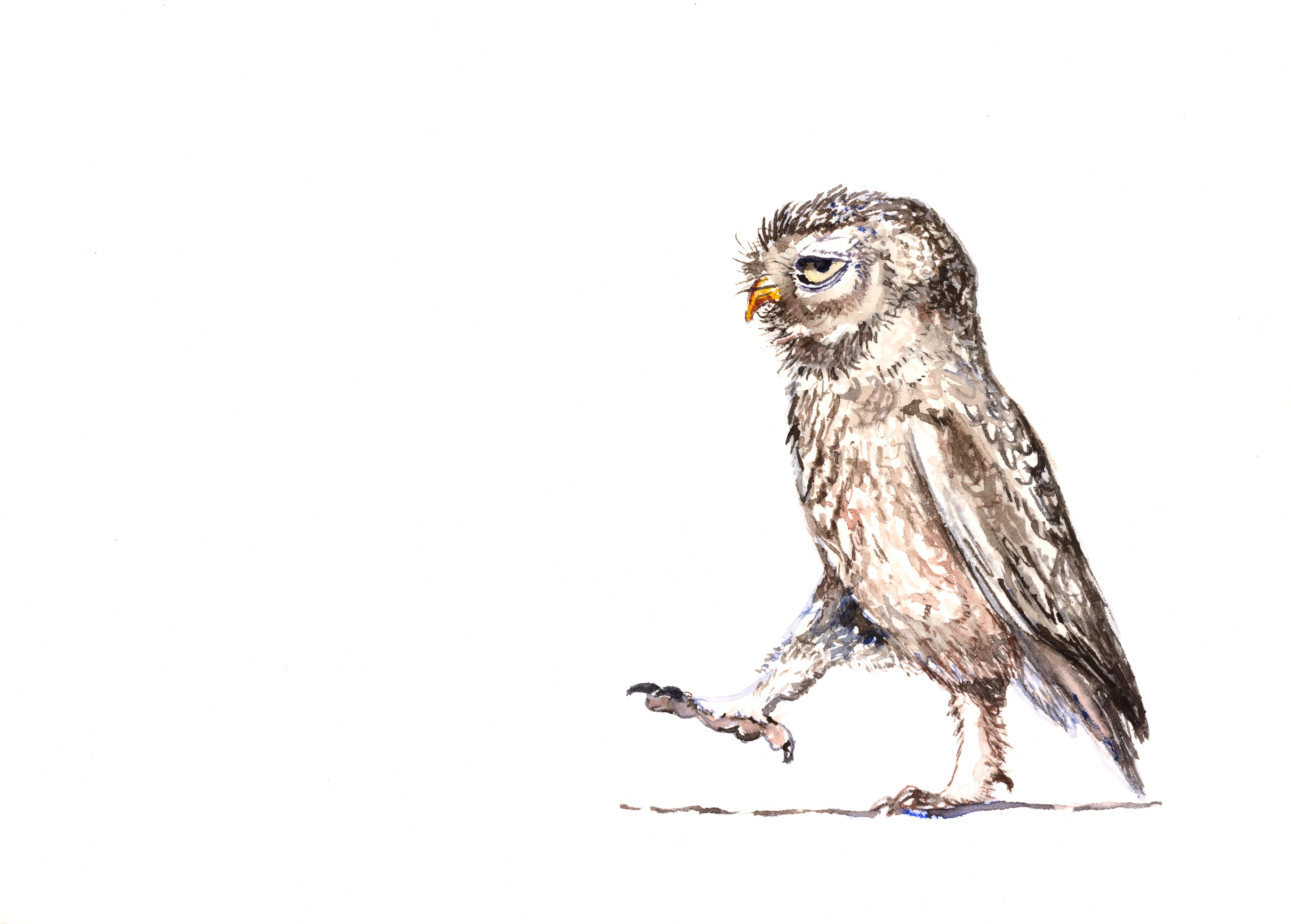6-Owl.webp