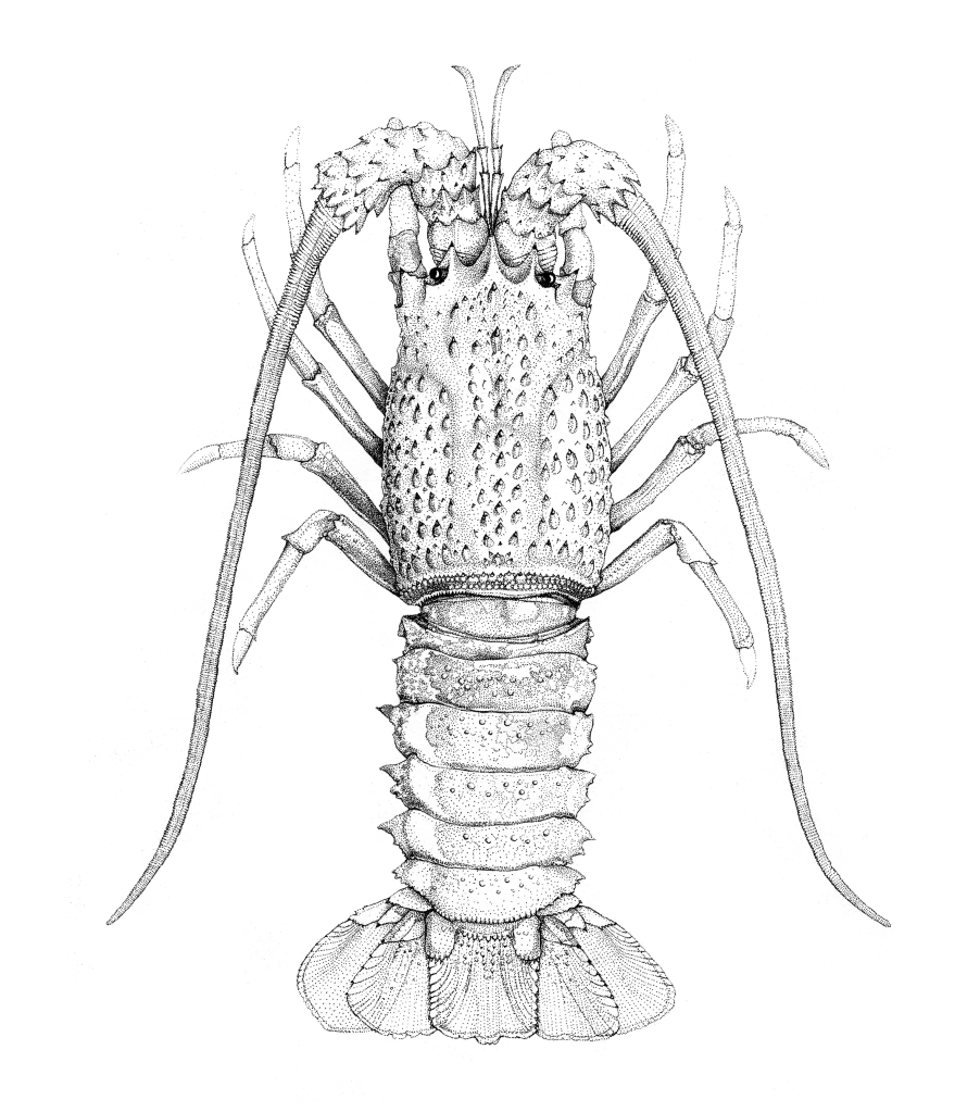 Eastern Rock Lobster - Sagmariasus verreauxi thumbnail
