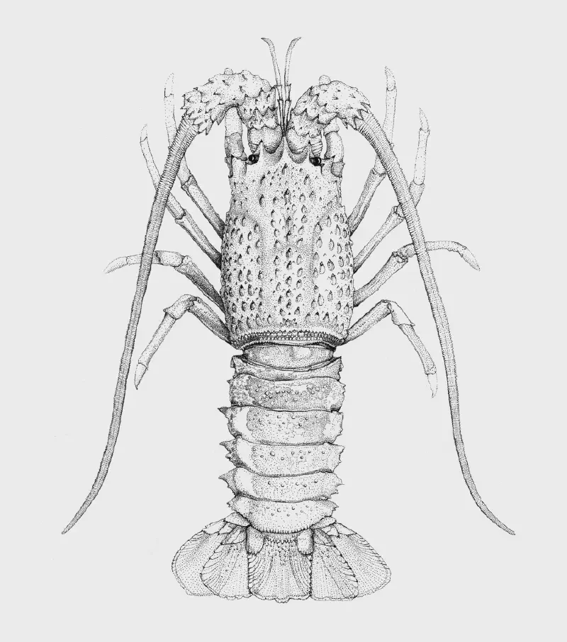 Eastern Rock Lobster - Sagmariasus verreauxi
