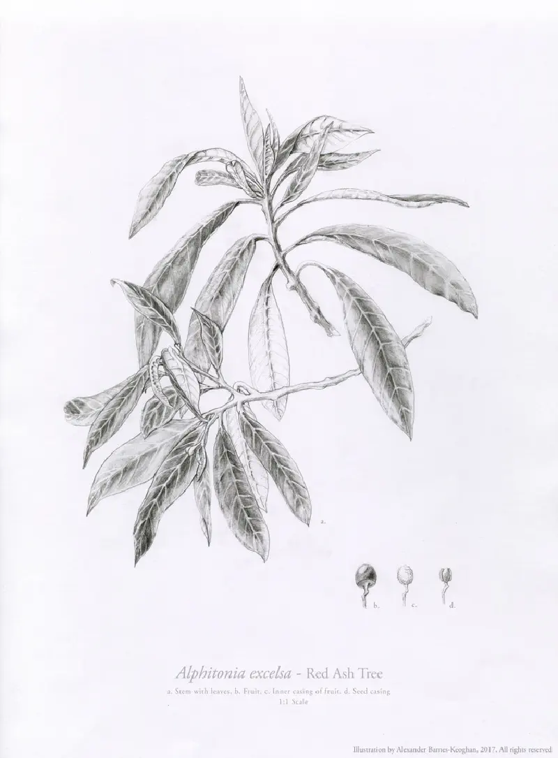 Alphitonia excelsa