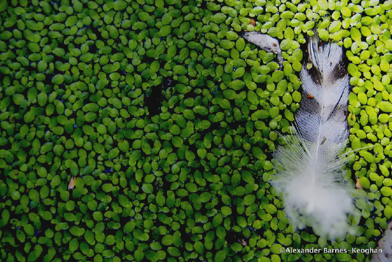 Duckweed
