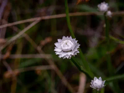 Paper Daisy