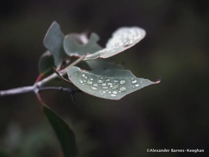 Raindrops on Roses