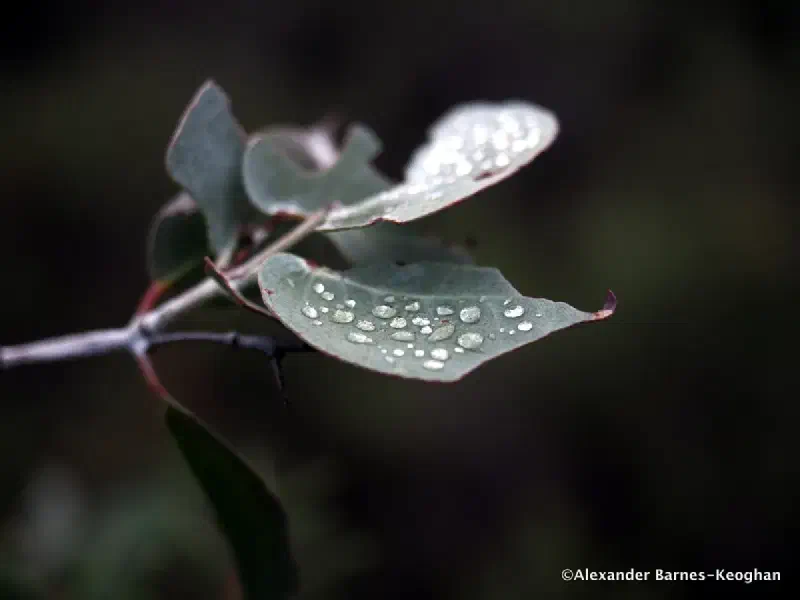 Raindrops on Roses