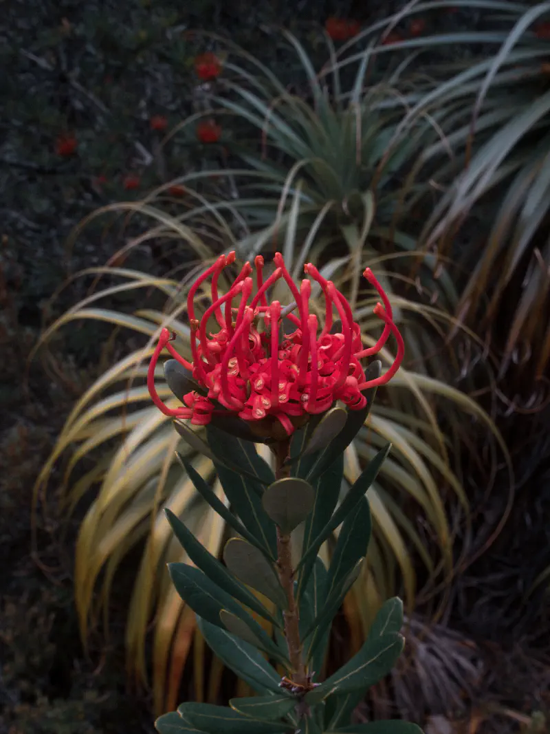 Tasmanian Waratah