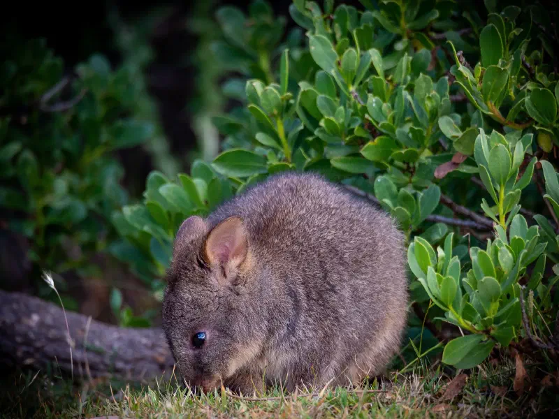 A Small Fellow