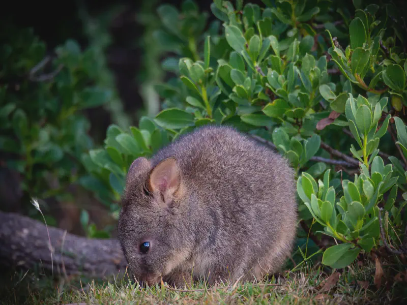 A Small Fellow