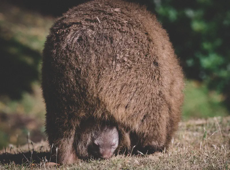 Backend Feeder