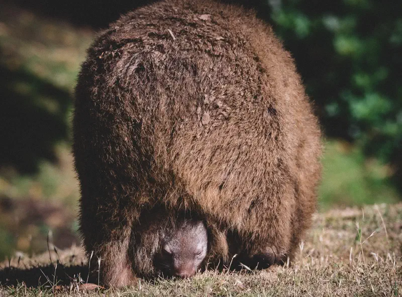 Backend Feeder