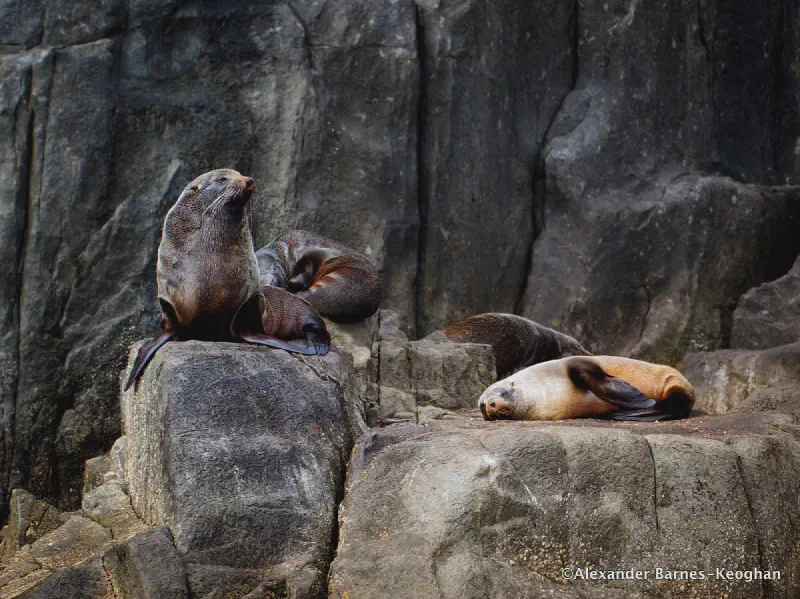 Comfiest Bed in the World