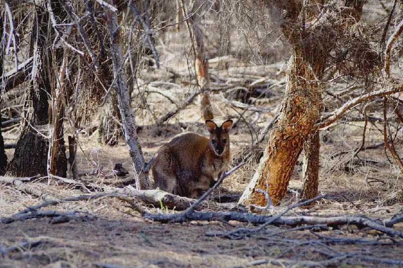Macropus rufogriseus