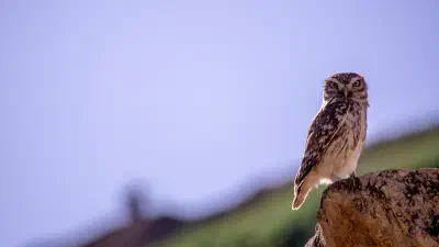 Peer