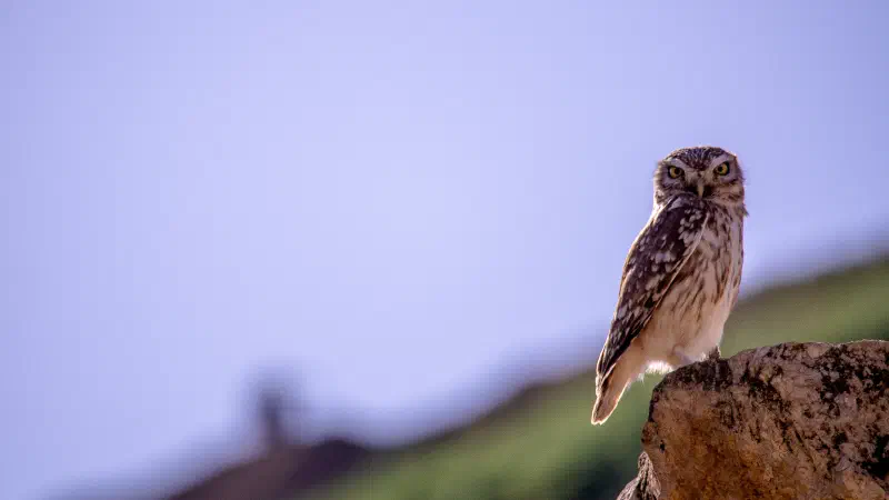 Peer