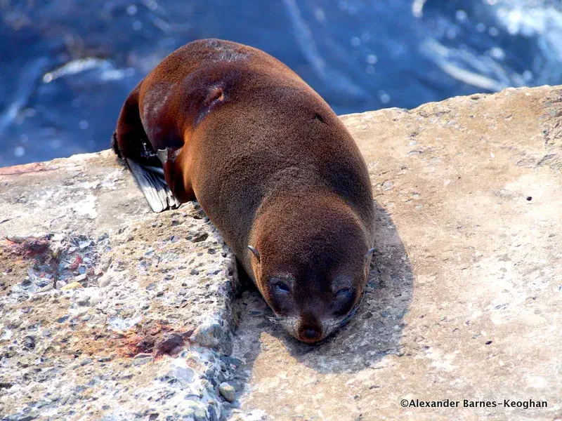 Sea Dog