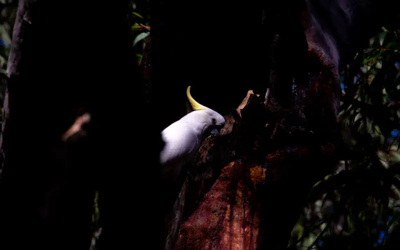 Sulfur Crested Cockatoo