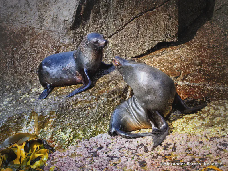 Teenage Crime (0001) Teenage Crime