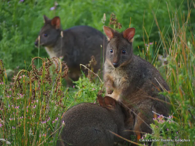 Thylogale billardierii