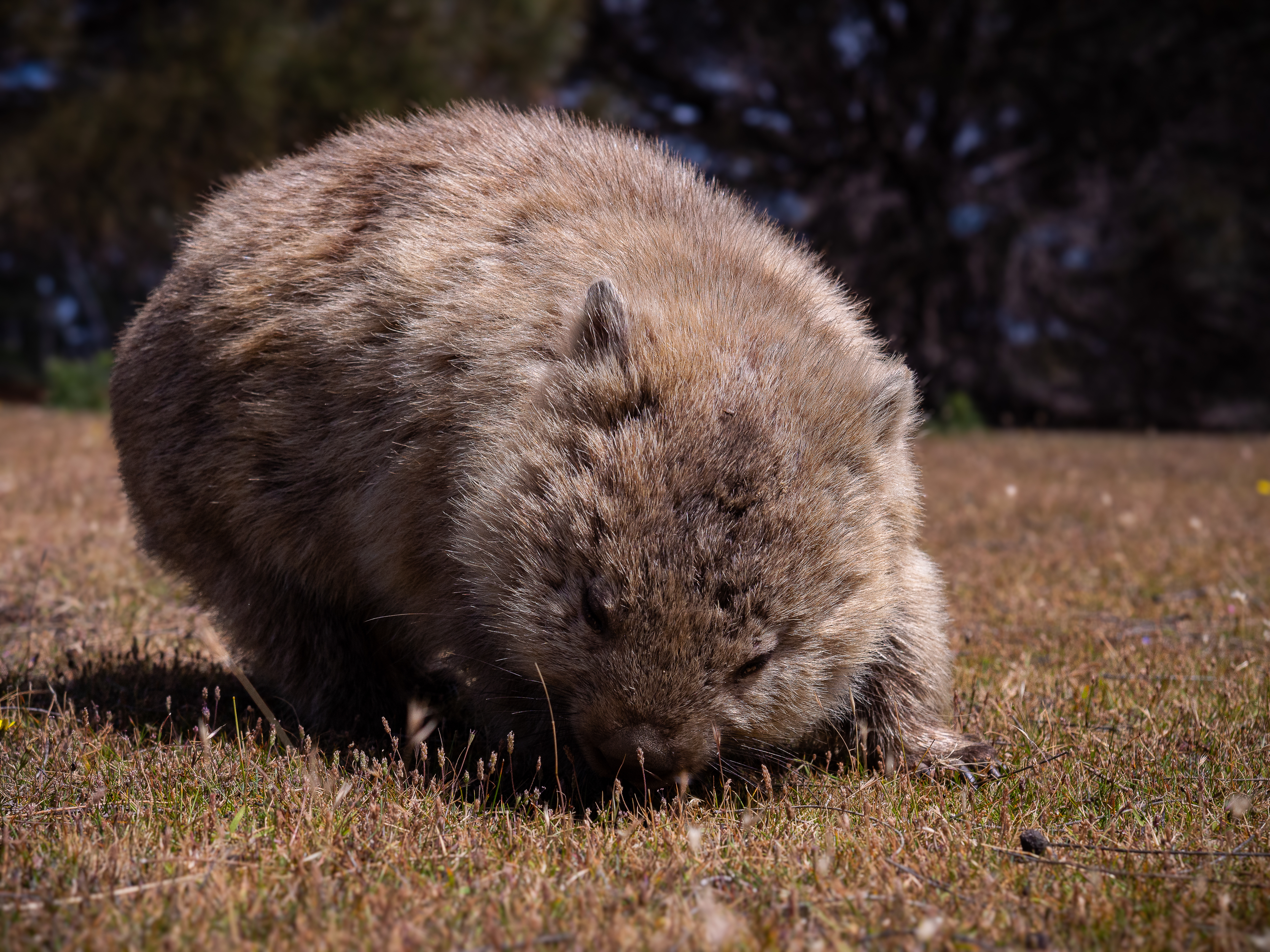 Wombat racer thumbnail