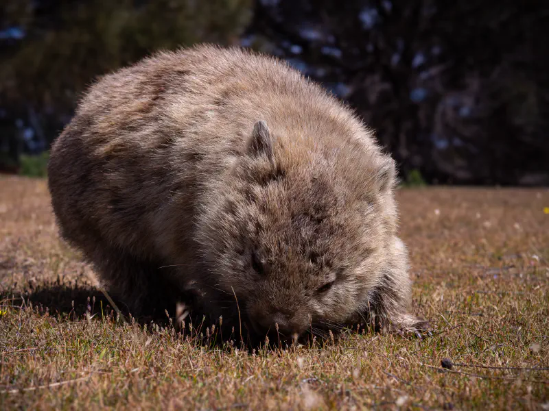 Wombat racer